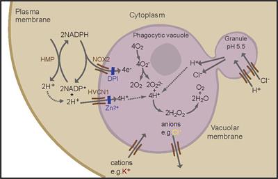 An Exploration of Charge Compensating Ion Channels across the Phagocytic Vacuole of Neutrophils